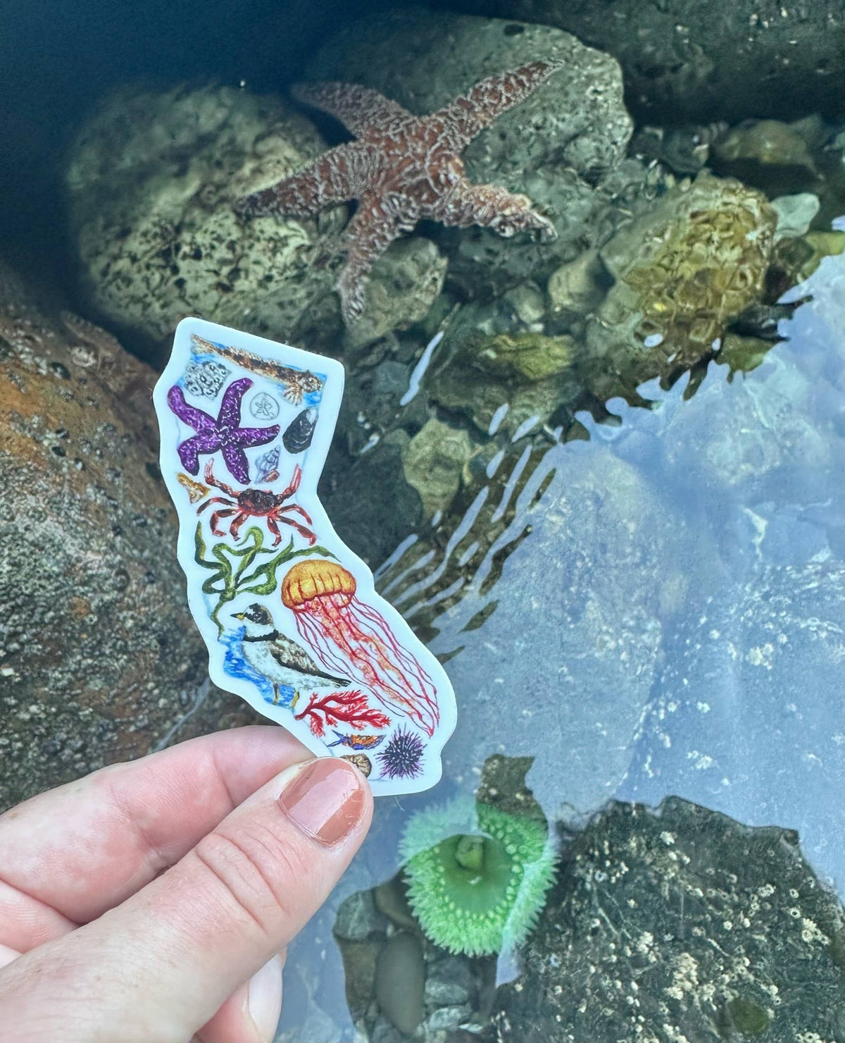 California Tidepools Sticker