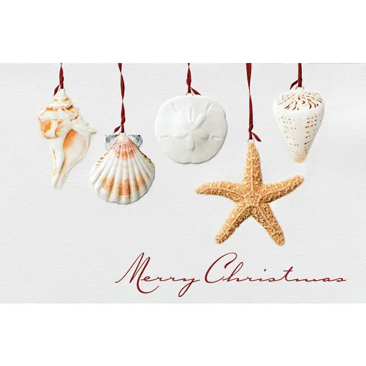 Sea Shell Story - Deluxe Box Christmas