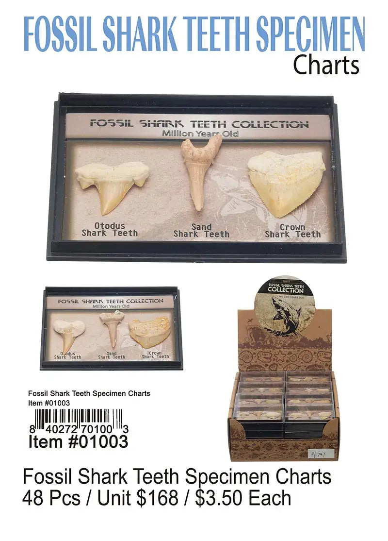 Fossil Shark Teeth Specimen Chart .