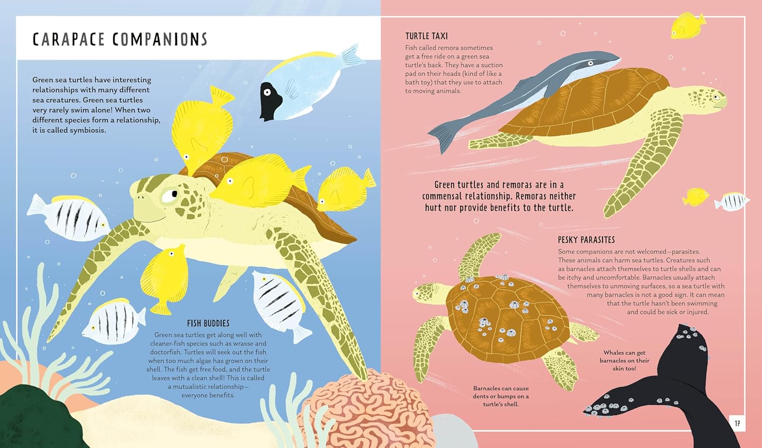 Green Sea Turtle (Young Zoologist): A First Field Guide to the Ocean Reptile from the Tropics
