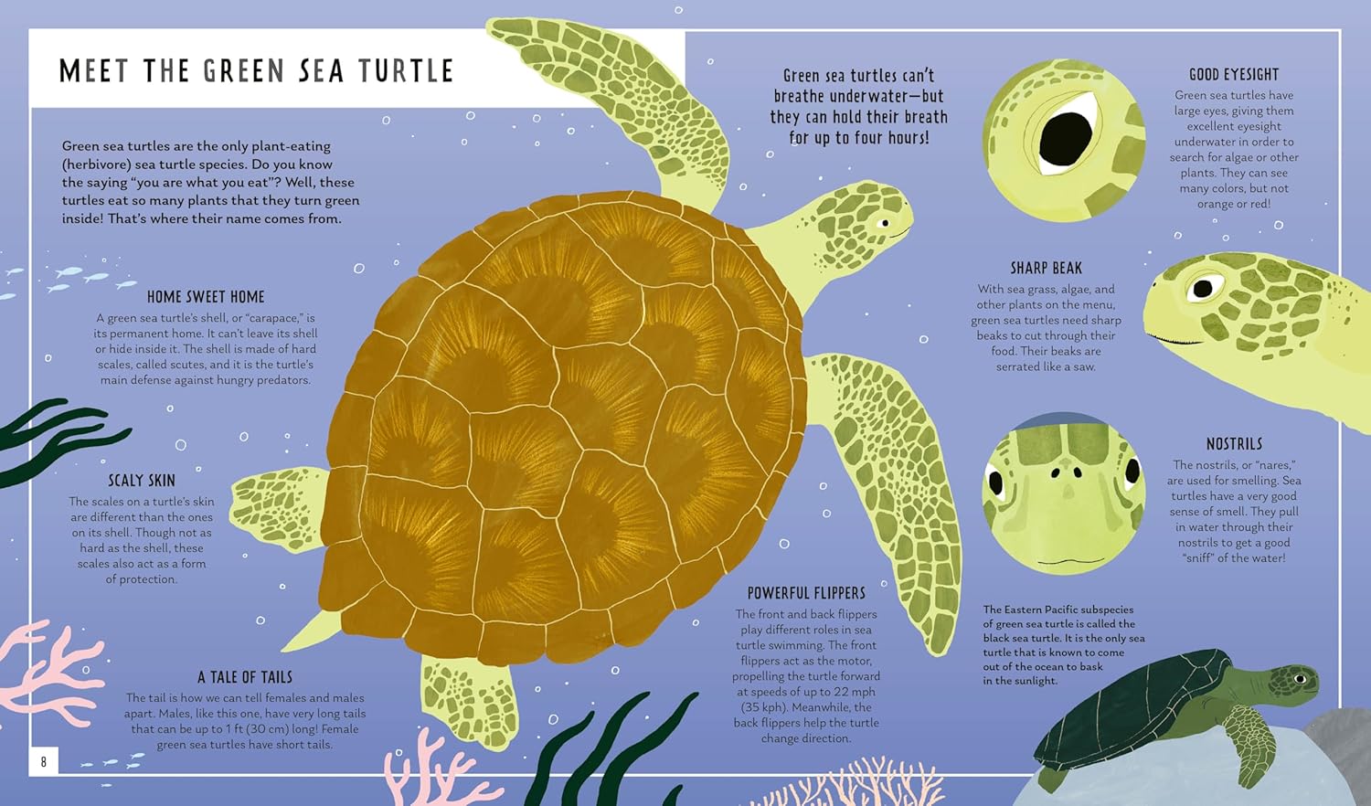 Green Sea Turtle (Young Zoologist): A First Field Guide to the Ocean Reptile from the Tropics
