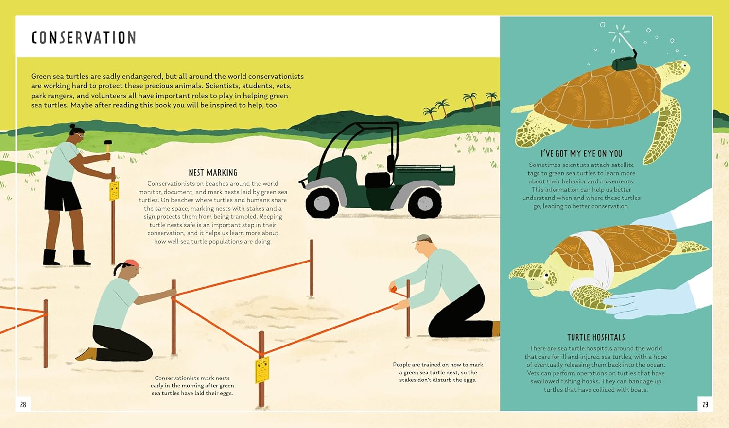 Green Sea Turtle (Young Zoologist): A First Field Guide to the Ocean Reptile from the Tropics
