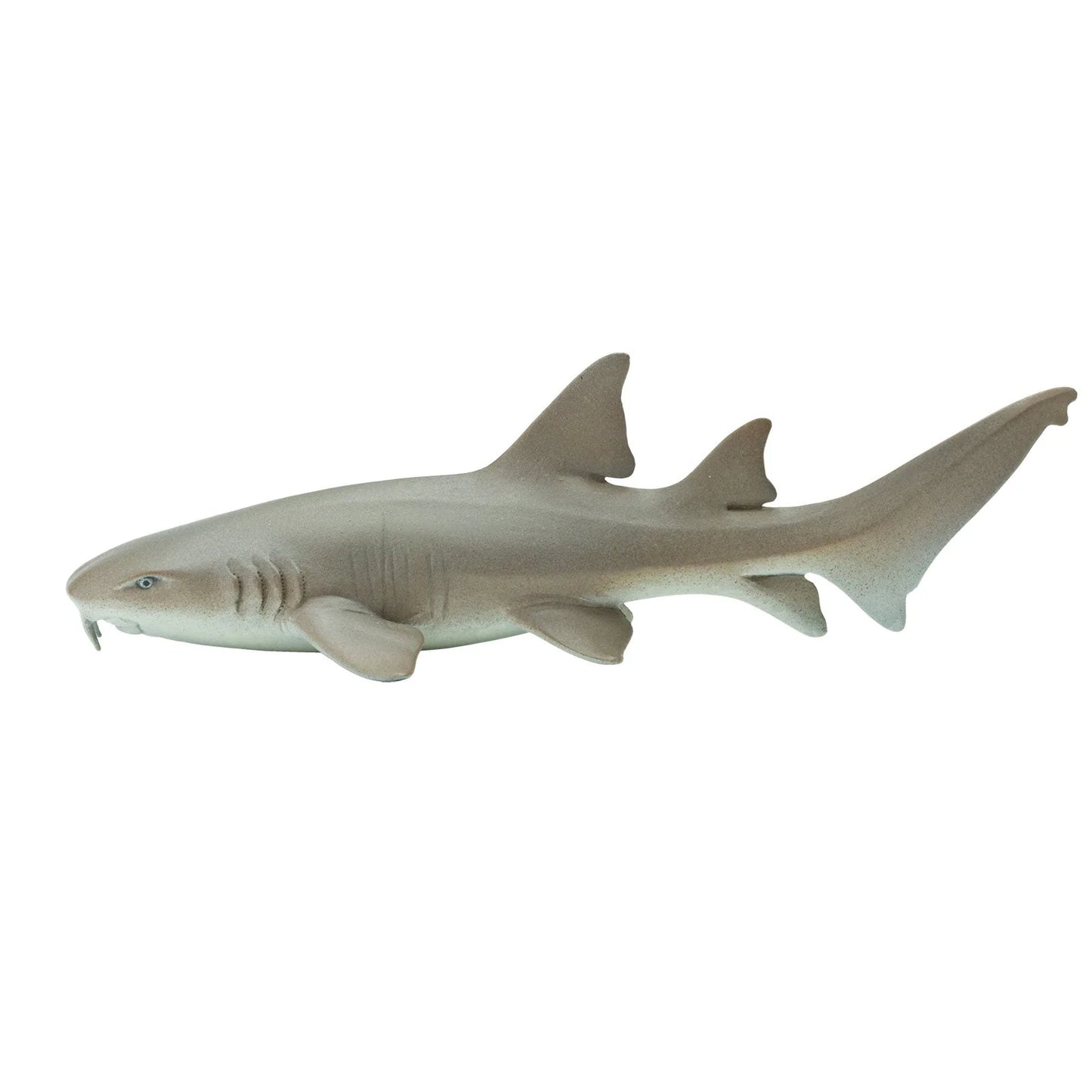 NURSE SHARK