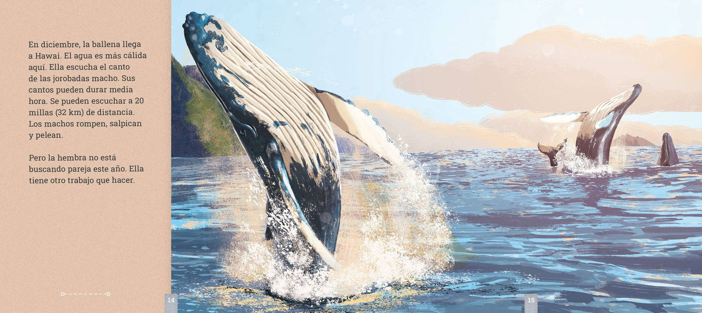 Las ballenas jorobadas: Una historia de migración