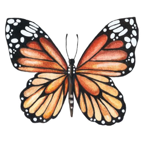 Butterfly Tattoo