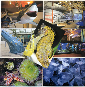 Cabrillo Marine Aquarium Postcard Set