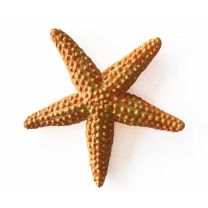 Sea Star by Safari