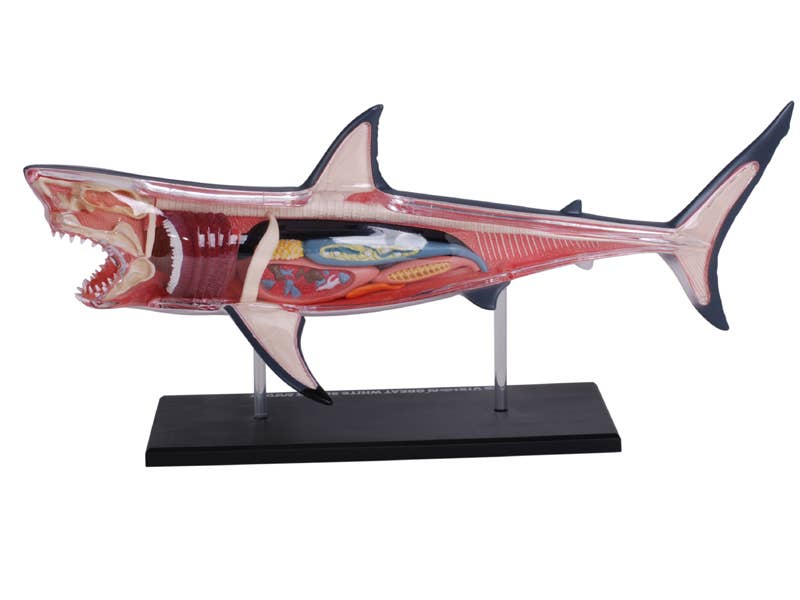 4D Great White Shark