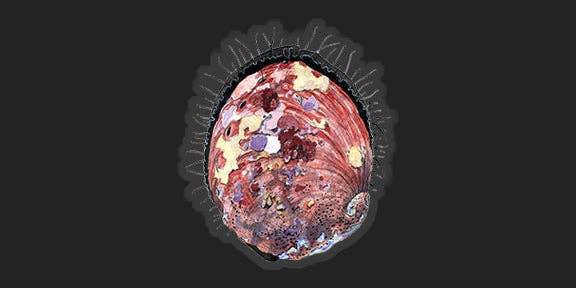 Abalone - 4.5"