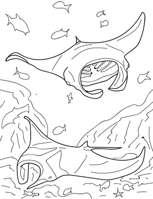 SHARKS&RAYS-BOOK : COLORING