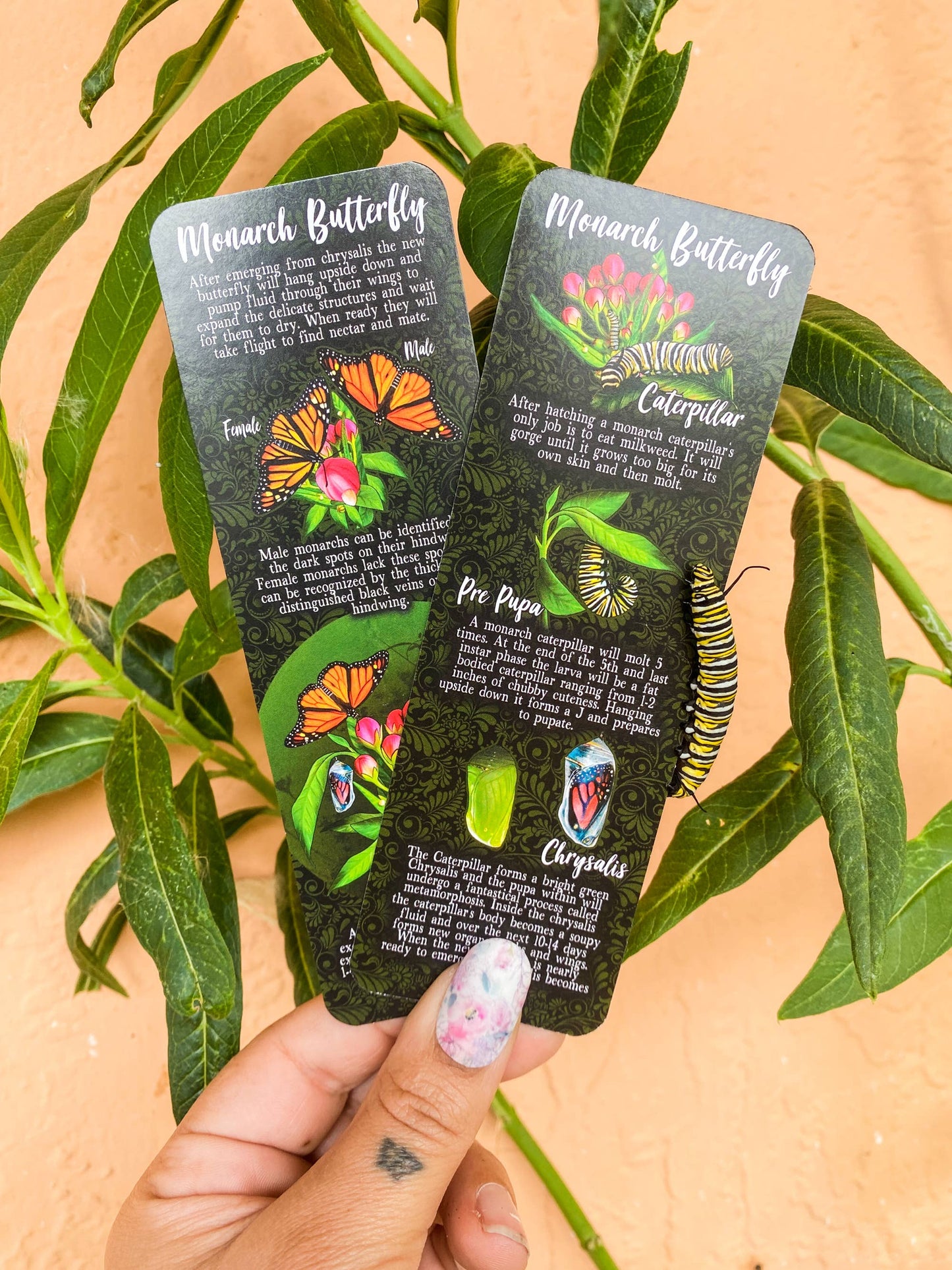 Monarch Lifecycle Bookmark
