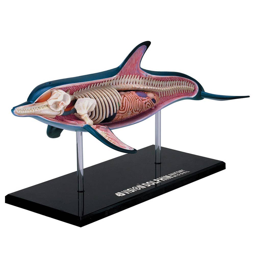 4D Dolphin