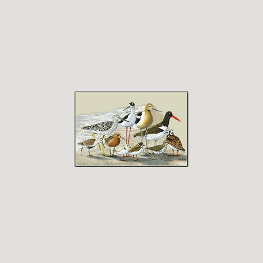 Shorebirds 2" X 3" Magnet