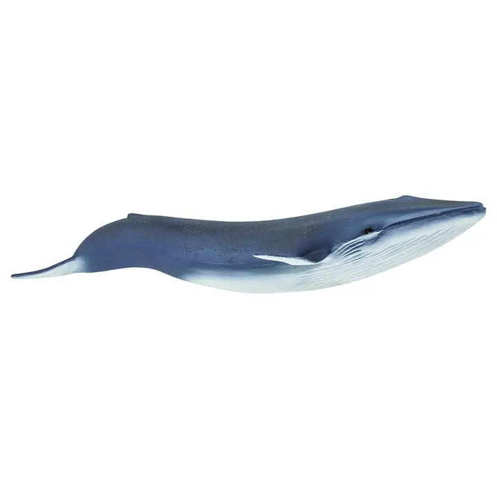 BLUE WHALE