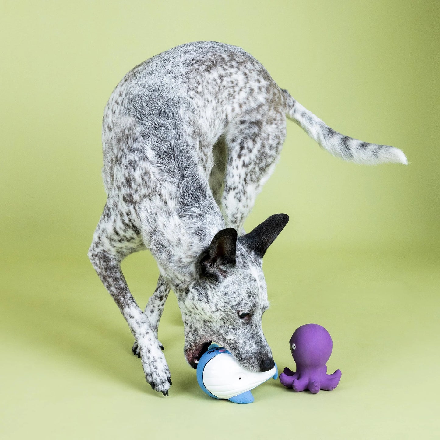 Happy To Sea You 2pc Latex Dog Toy Set