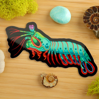 Peacock Mantis Shrimp