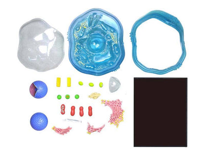 4D Science Animal Cell