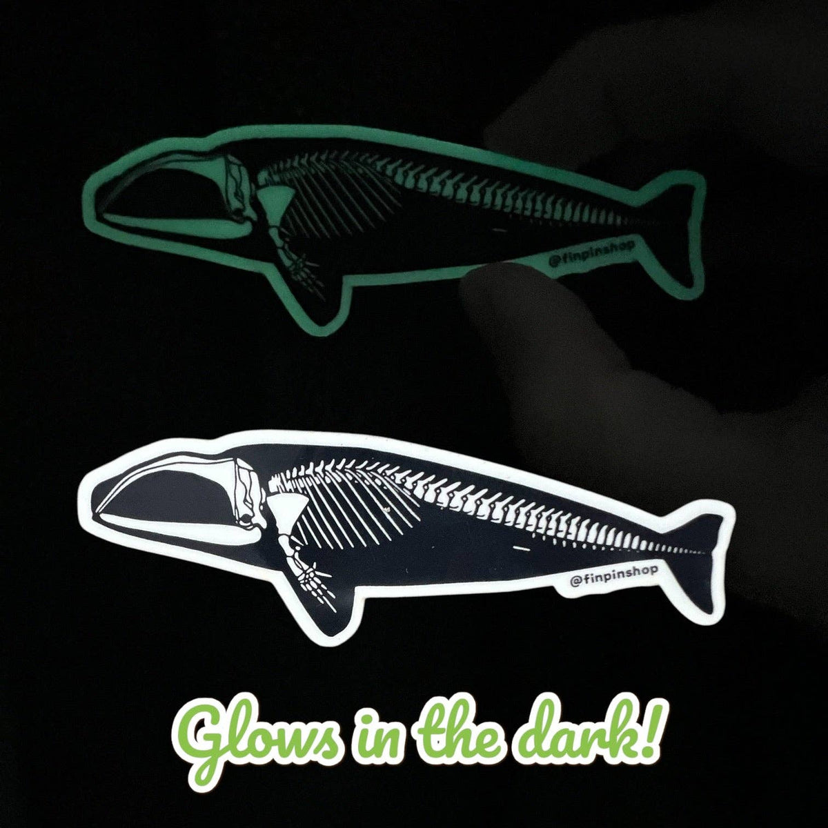 Right Whale Skeleton Sticker GLOW IN THE DARK