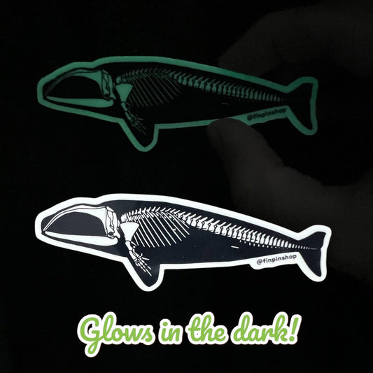 Right Whale Skeleton Sticker GLOW IN THE DARK