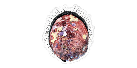 Abalone - 4.5"