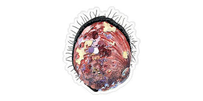 Abalone - 4.5"