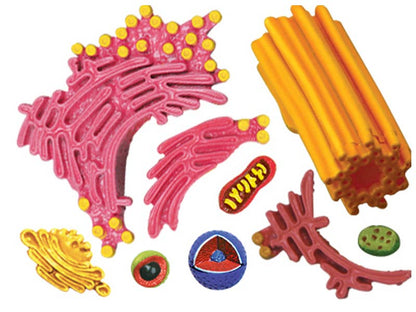 4D Science Animal Cell