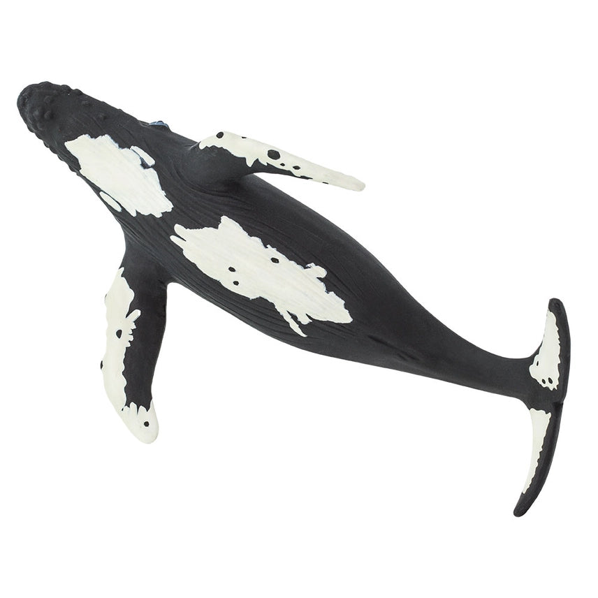 HUMPBACK WHALE