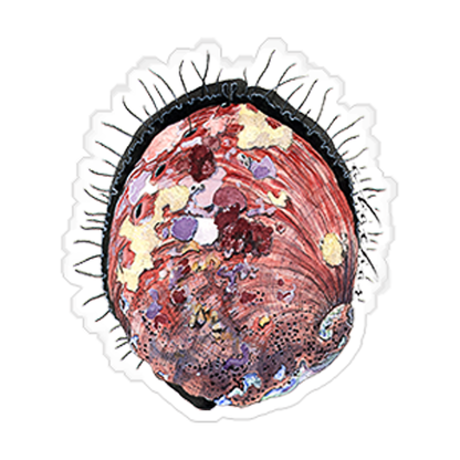 Abalone - 4.5"