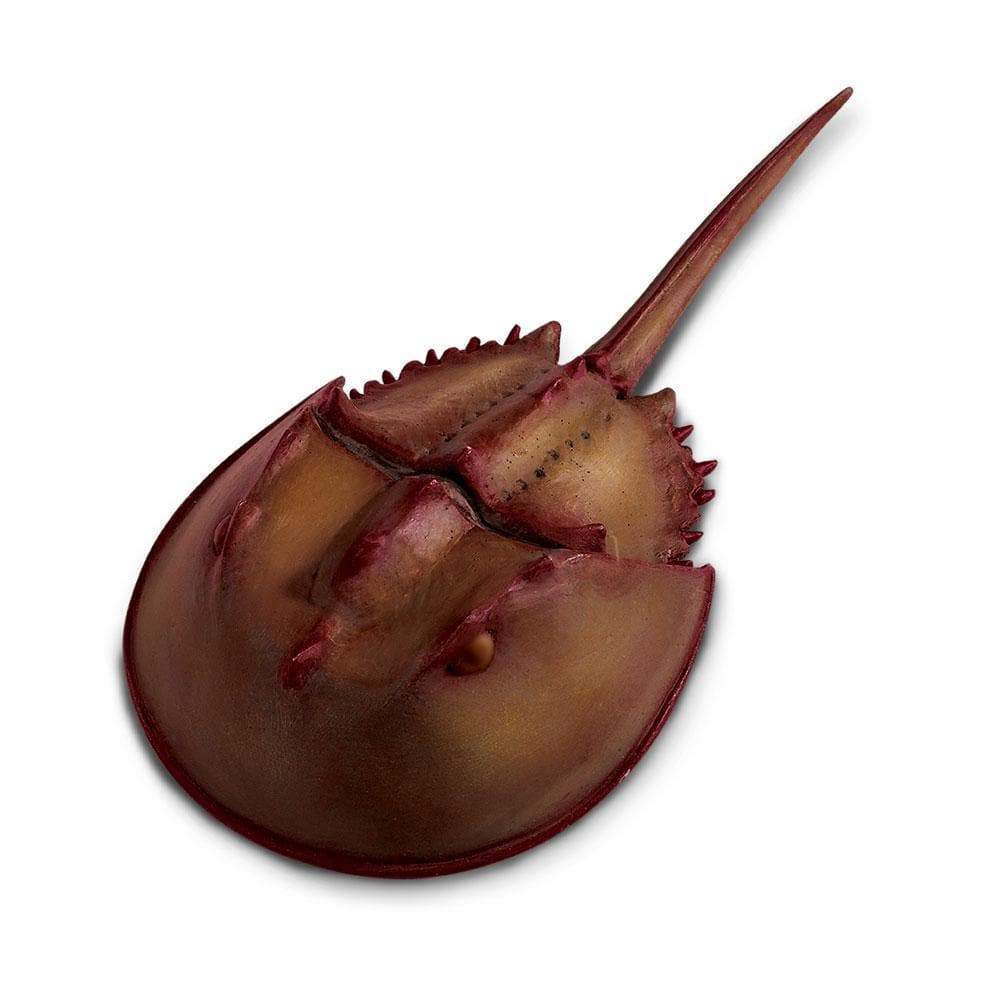 HORSESHOE CRAB