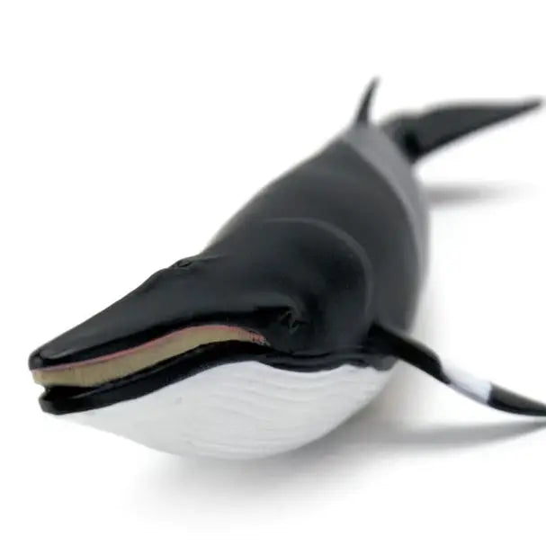 MINKE WHALE