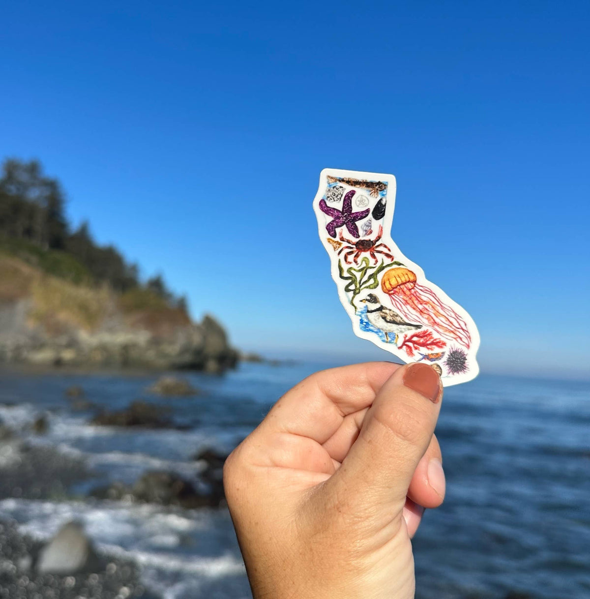 California Tidepools Sticker