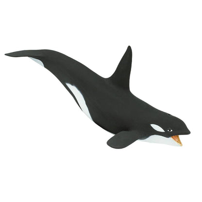 Killer Whale