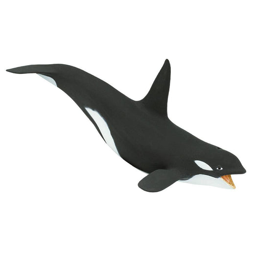 Killer Whale