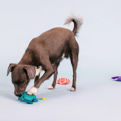 Any Fin Is Possible 3pc Mini Plush Dog Toy Set