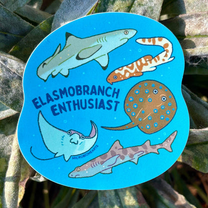 Elasmobranch Enthusiast 3” Sticker 