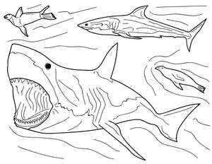 SHARKS&RAYS-BOOK : COLORING