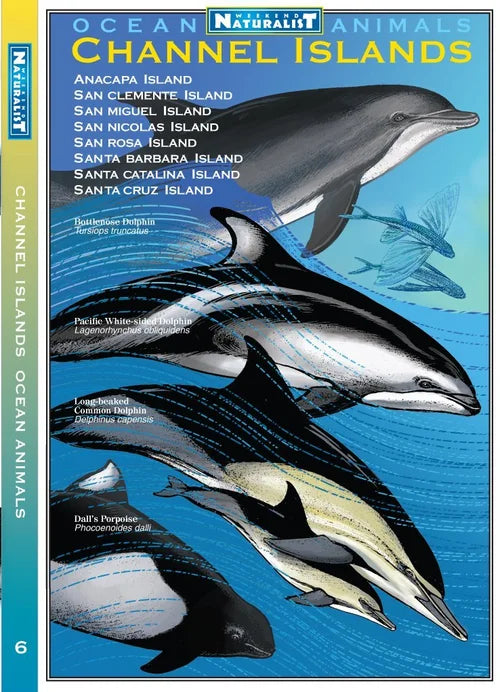 Channel islands ocean animals Unfolding Science Guide