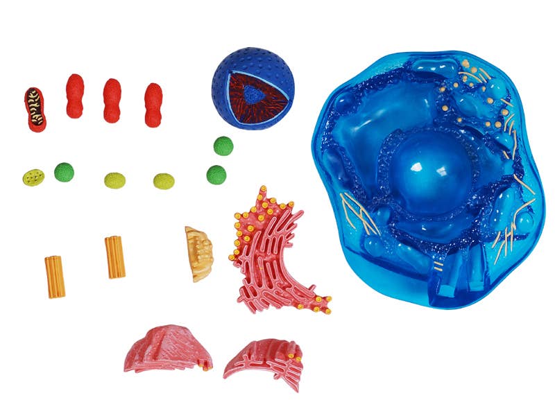 4D Science Animal Cell