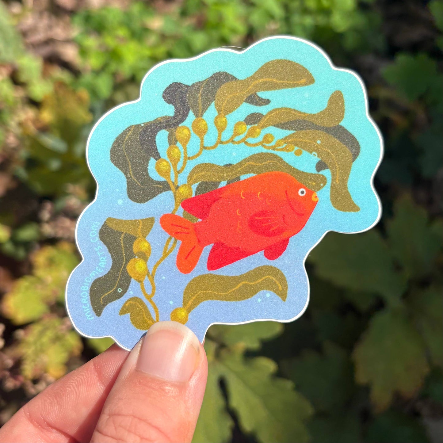 Garibaldi Fish Sticker