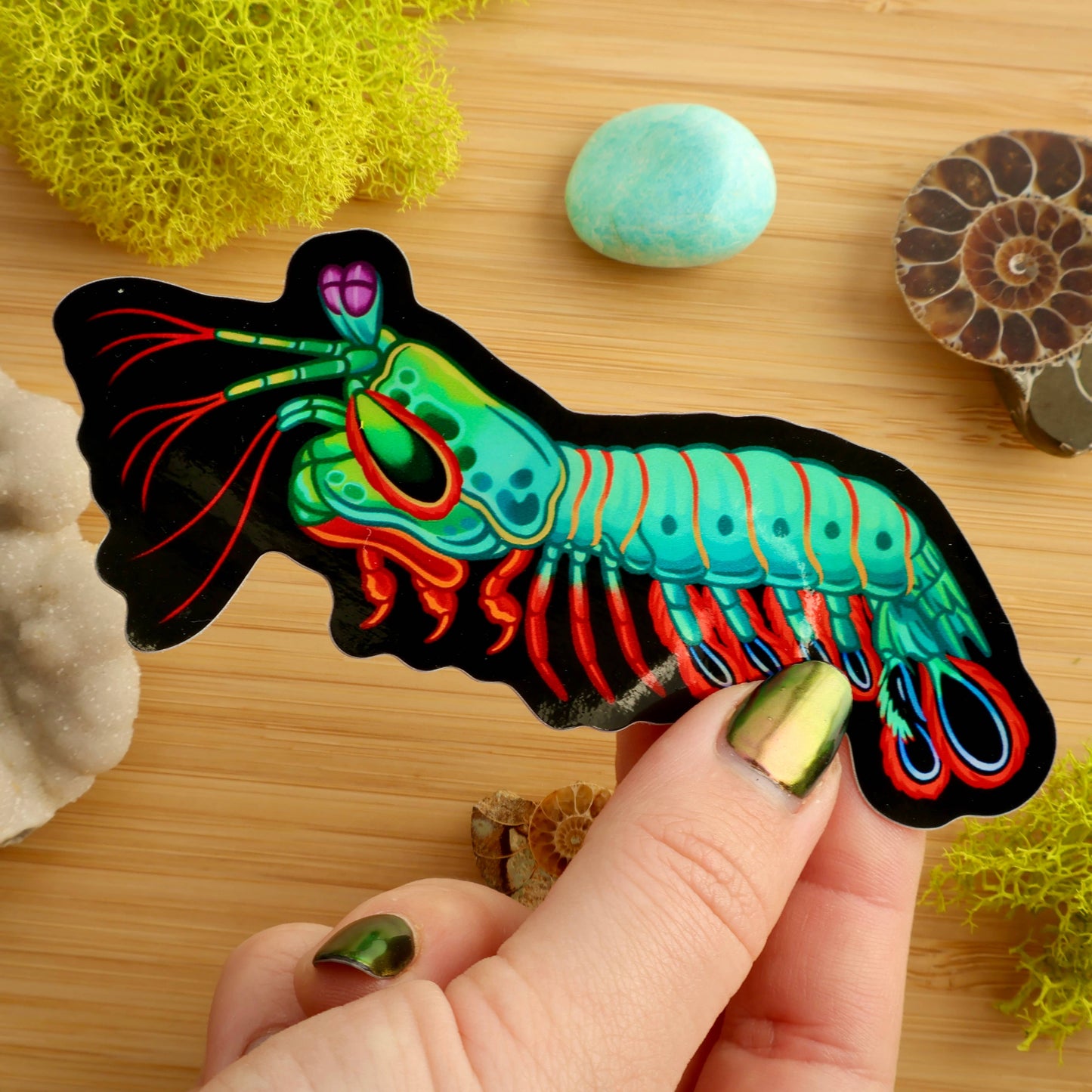 Peacock Mantis Shrimp