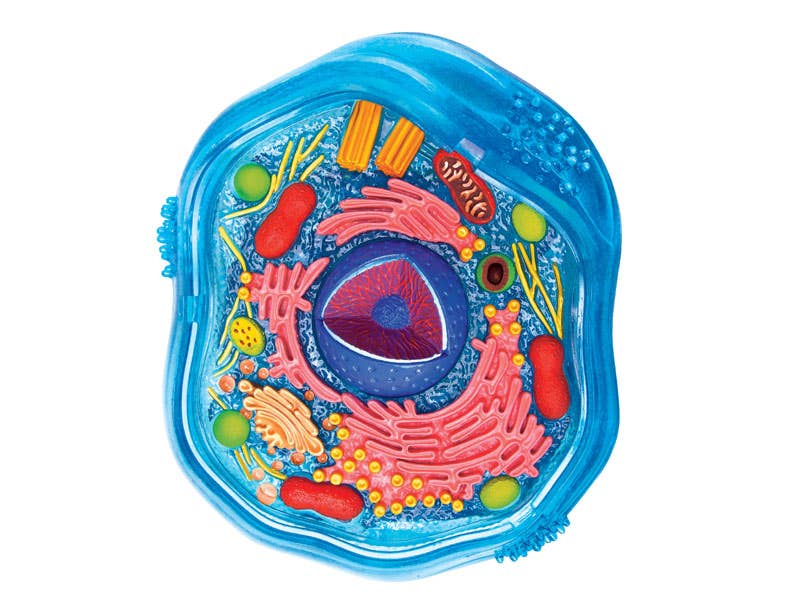 4D Science Animal Cell