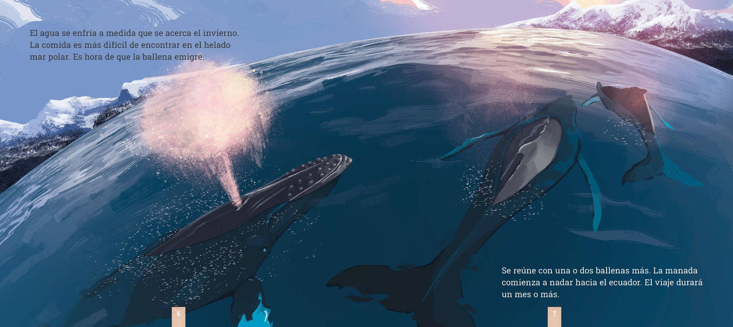 Las ballenas jorobadas: Una historia de migración