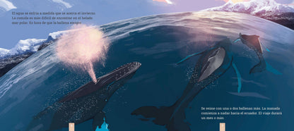Las ballenas jorobadas: Una historia de migración
