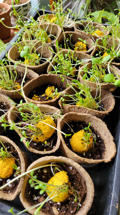 Ombre Seed Balls 