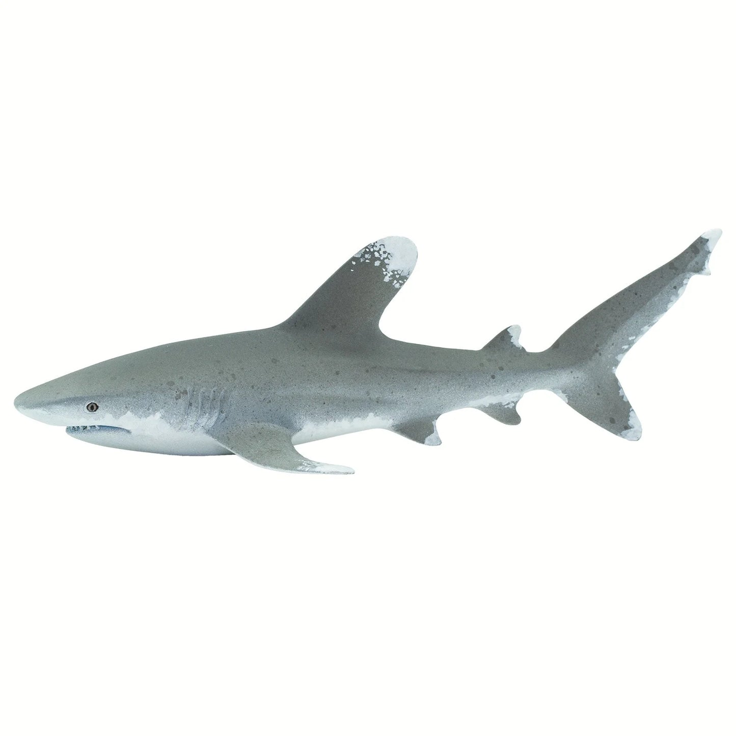 OCEANIC WHITETIP SHARK