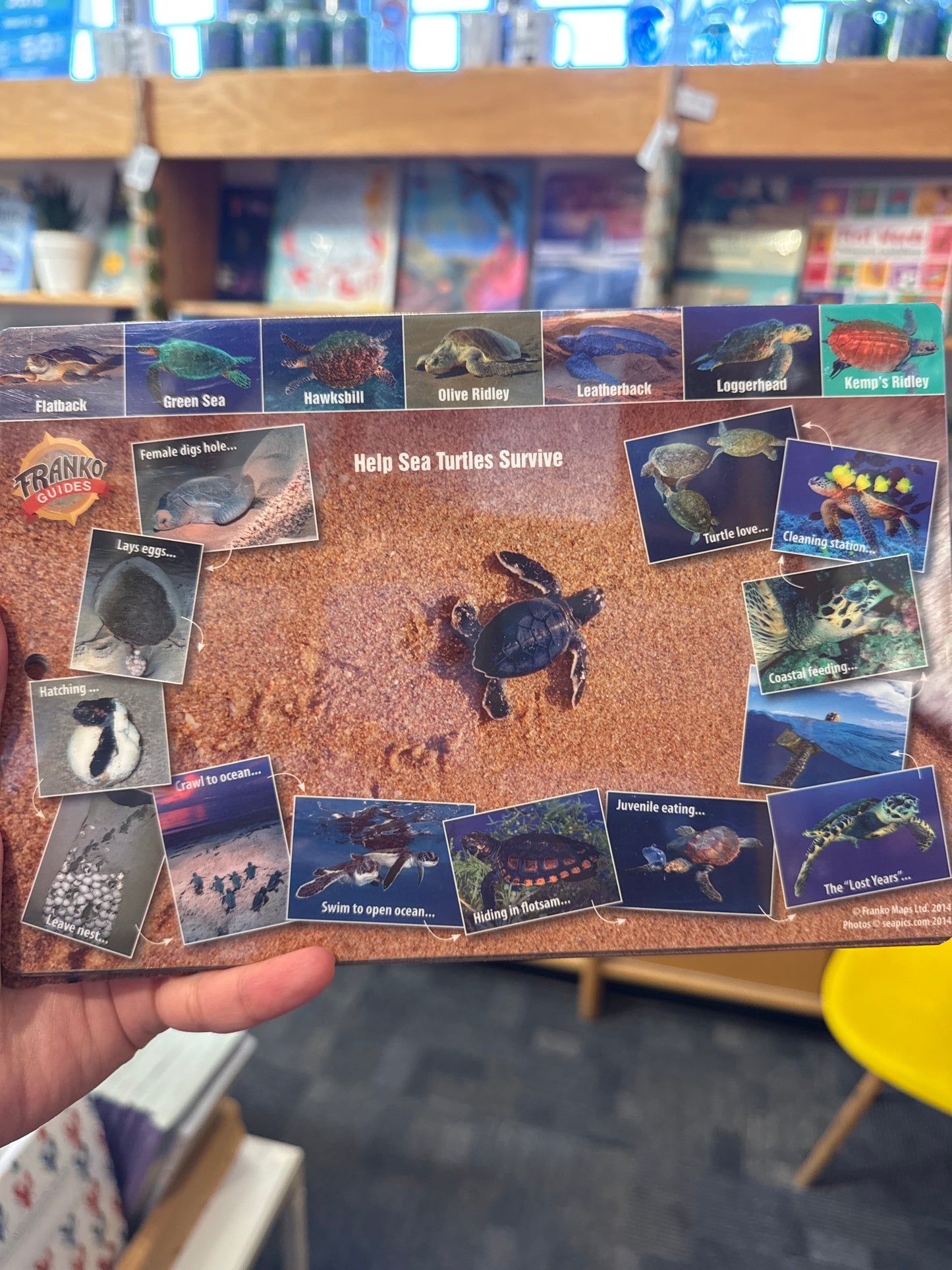 SEA TURTLE CYCLE-GUIDE