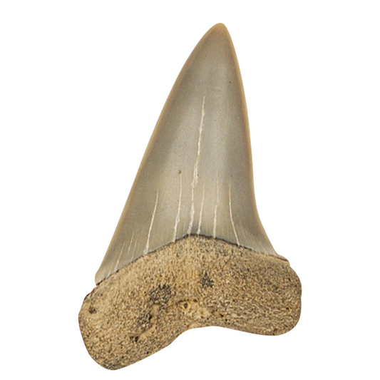 LRG SHARK TOOTH-EACH