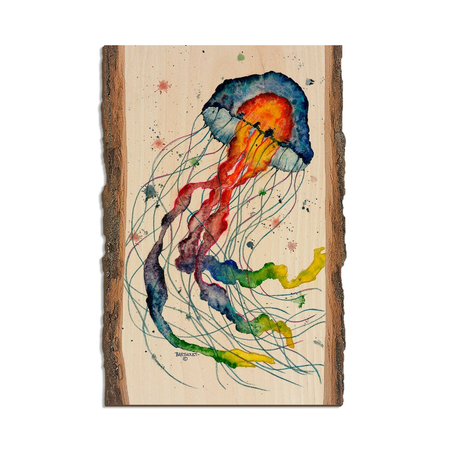 Rainbow Jellyfish Magnet CMA