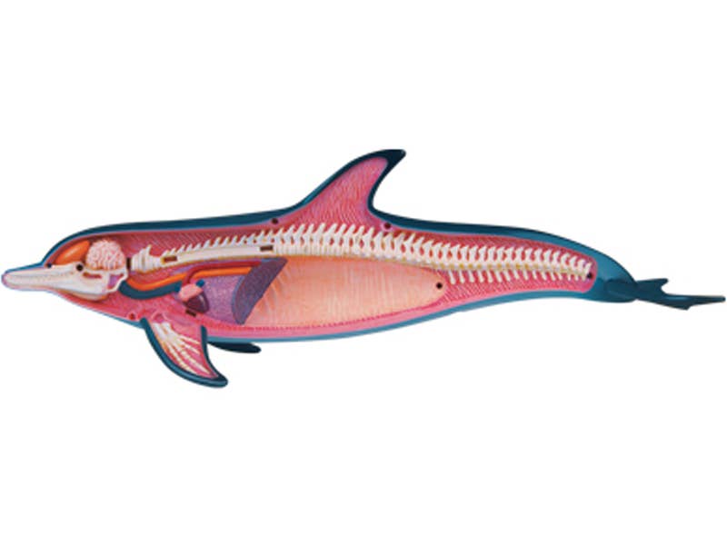 4D Dolphin