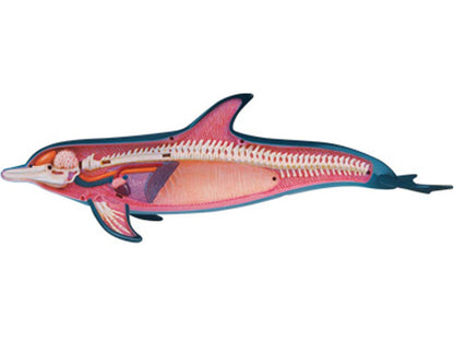 4D Dolphin